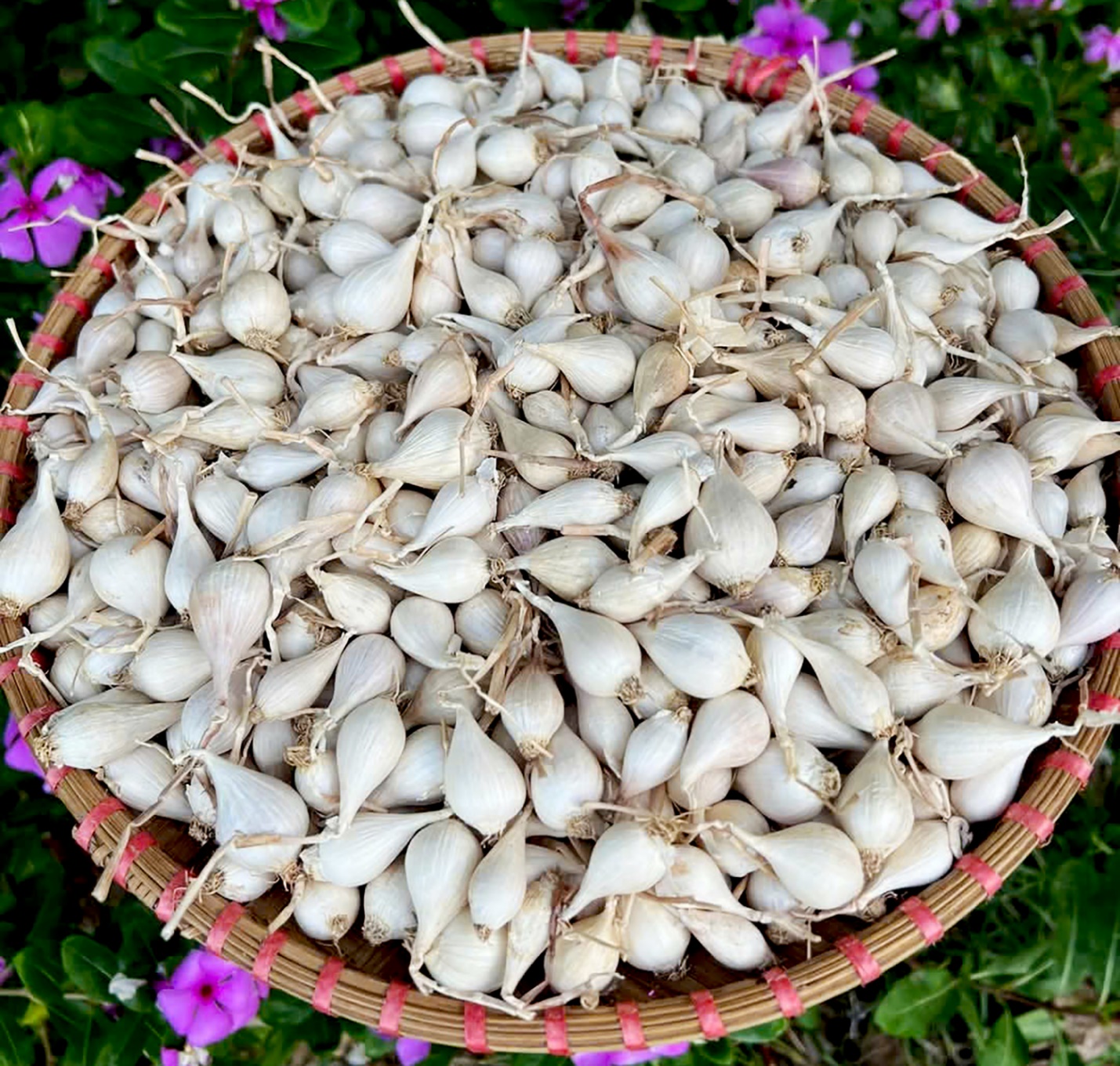 hanh trinh dua san pham toi ly son dat chuan ocop 5 sao - 14