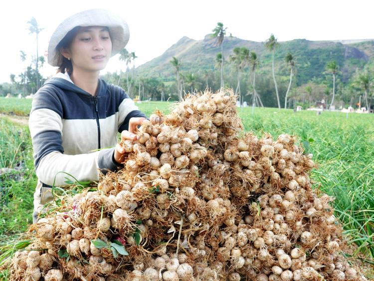 Vương quốc tỏi ở Đặc khu Lý Sơn