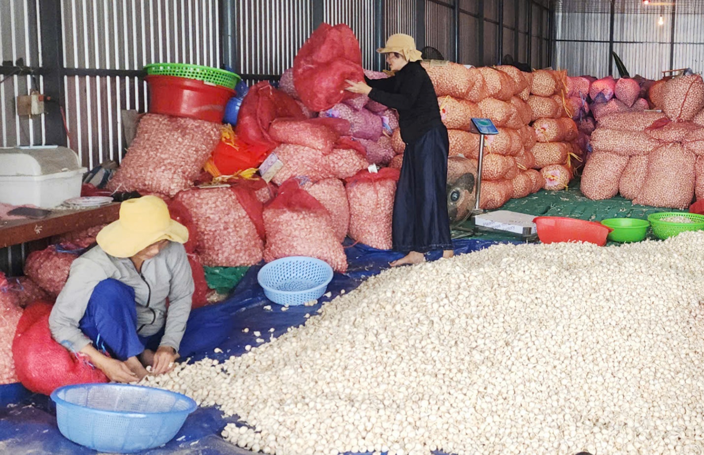 vuong quoc toi o dac khu ly son - 9