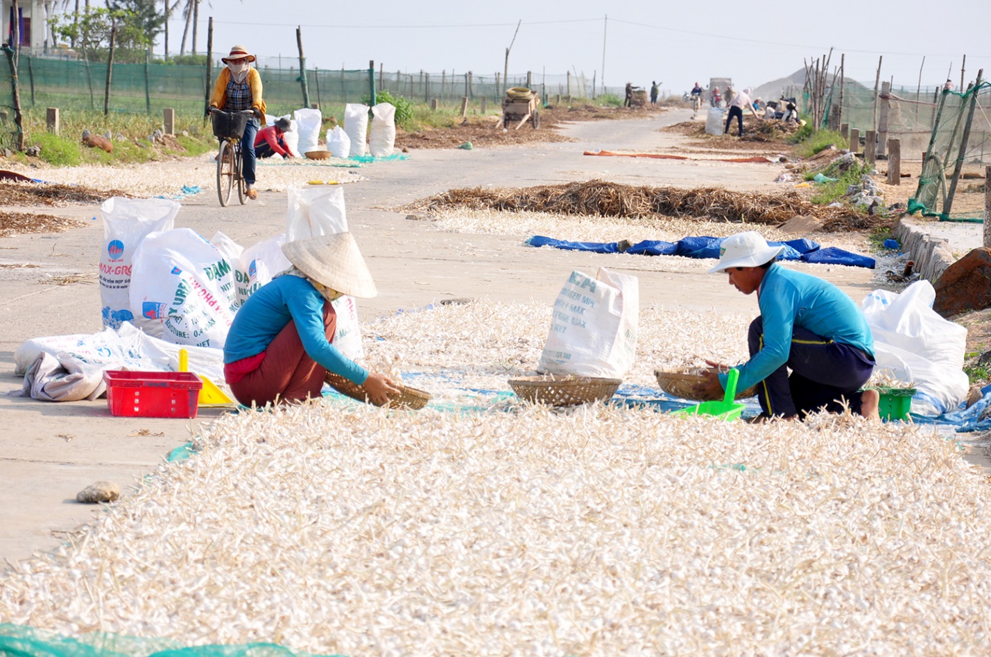 vuong quoc toi o dac khu ly son - 10