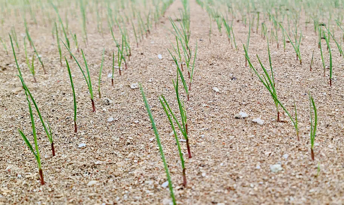 tram tich nui lua tao nen ruong bac thang trong toi 'doc nhat vo nhi' o viet nam - 3