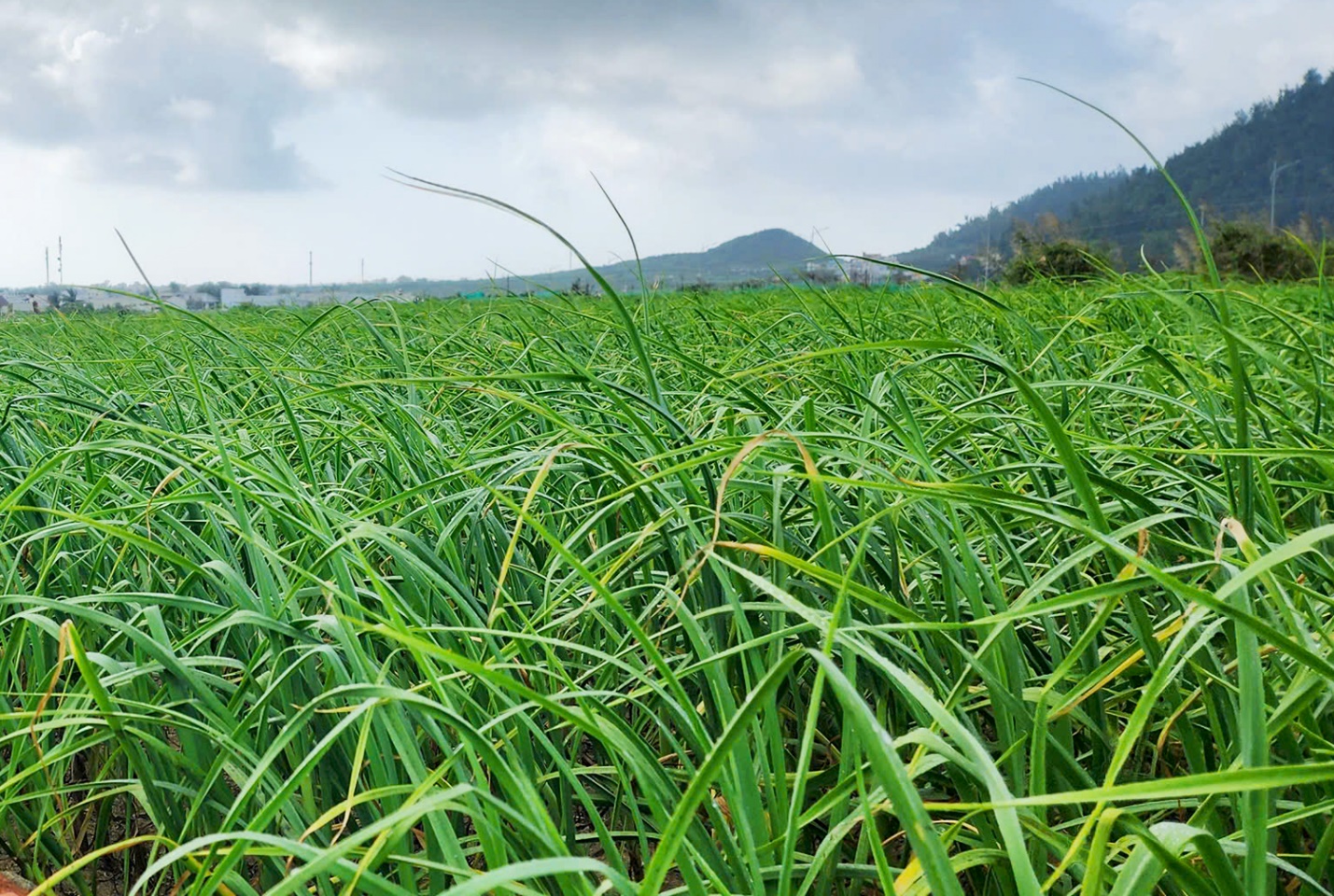 tram tich nui lua tao nen ruong bac thang trong toi 'doc nhat vo nhi' o viet nam - 4