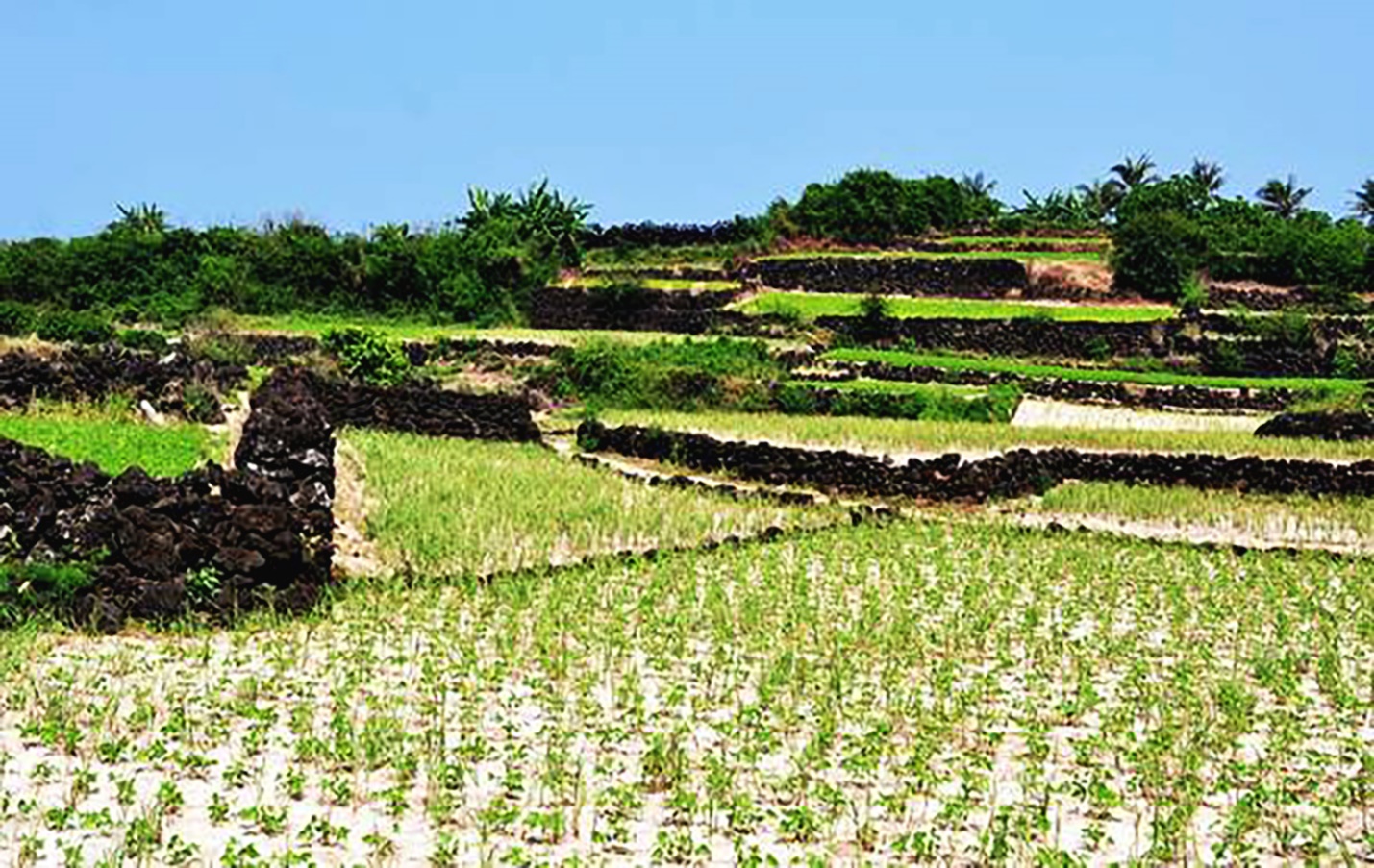 tram tich nui lua tao nen ruong bac thang trong toi 'doc nhat vo nhi' o viet nam - 15