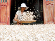 Trầm tích núi lửa tạo nên ruộng bậc thang trồng tỏi 'độc nhất vô nhị' ở Việt Nam