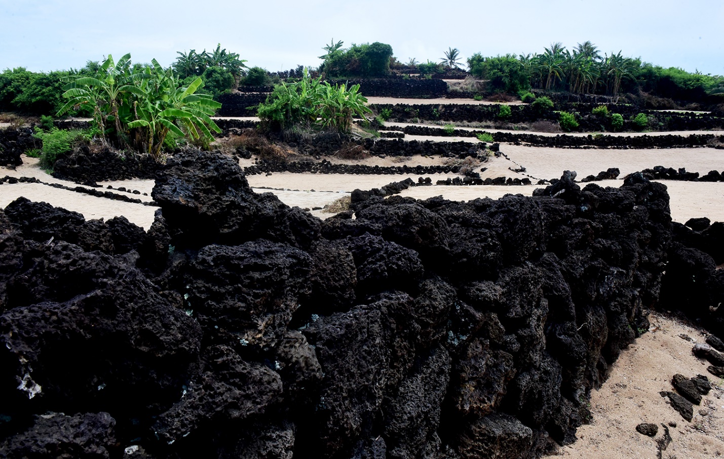 phat trien san pham ocop toi ly son gan voi cau chuyen ‘nong am dao nui lua’ - 3