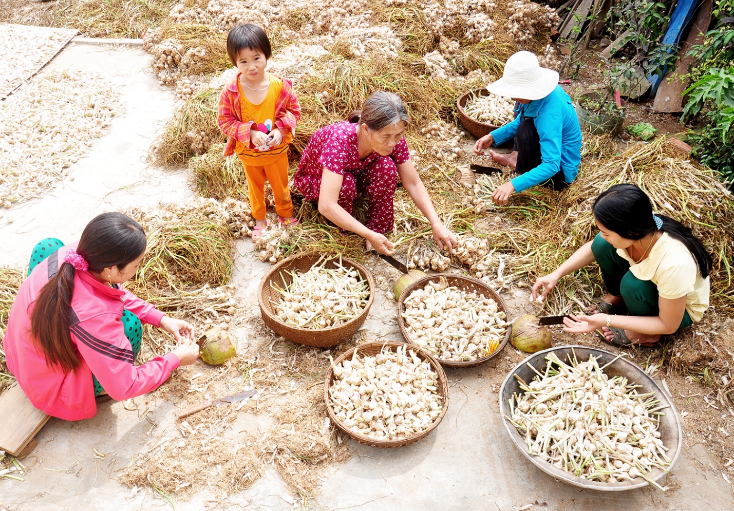 phat trien san pham ocop toi ly son gan voi cau chuyen ‘nong am dao nui lua’ - 7
