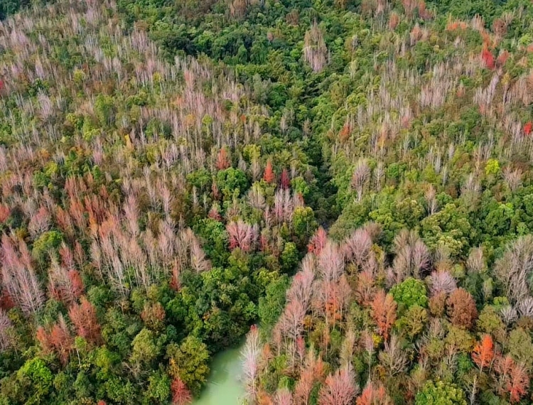 Về Quảng Trị, khám phá rừng phong hương tuyệt mỹ giữa đại ngàn