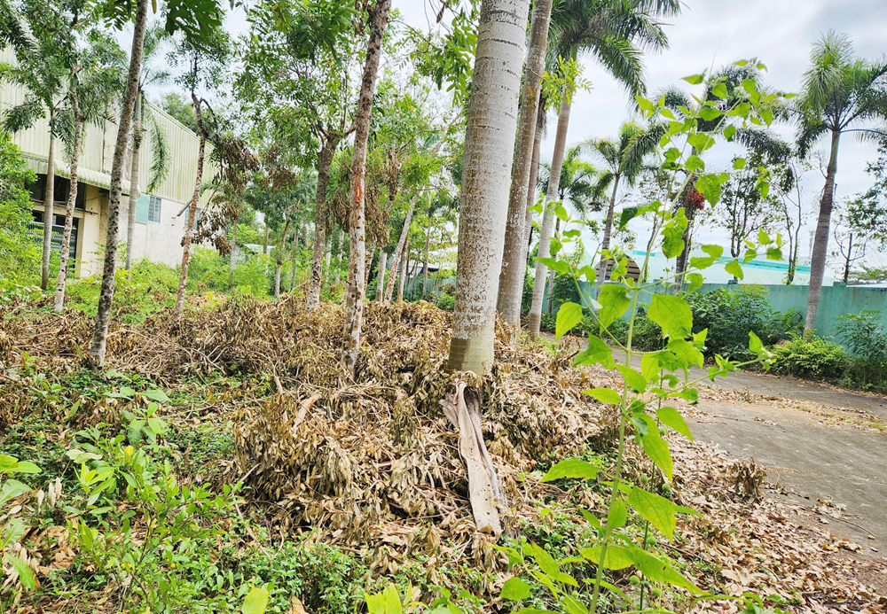 Nhiều cây xà cừ bị đốn hạ trong điểm du lịch Hồ Nước Ngọt ở Cần Thơ - 2