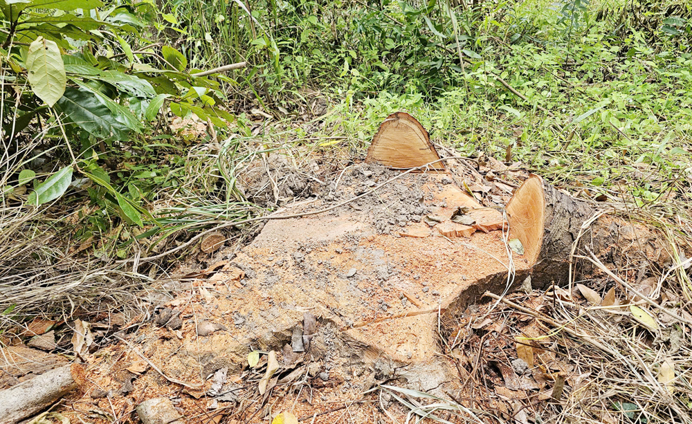 Nhiều cây xà cừ bị đốn hạ trong điểm du lịch Hồ Nước Ngọt ở Cần Thơ - 3