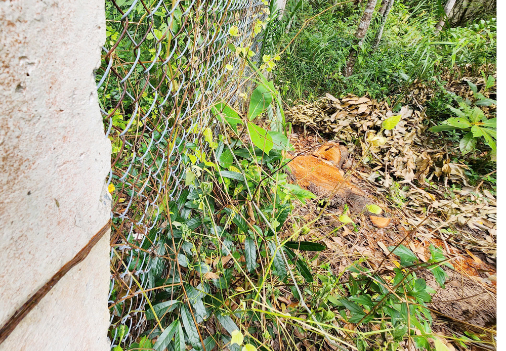 Nhiều cây xà cừ bị đốn hạ trong điểm du lịch Hồ Nước Ngọt ở Cần Thơ - 4