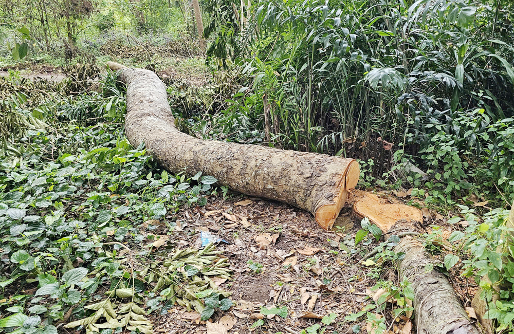 Nhiều cây xà cừ bị đốn hạ trong điểm du lịch Hồ Nước Ngọt ở Cần Thơ - 5