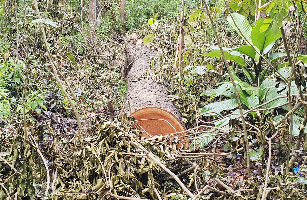 Nhiều cây xà cừ bị đốn hạ trong điểm du lịch Hồ Nước Ngọt ở Cần Thơ - 6