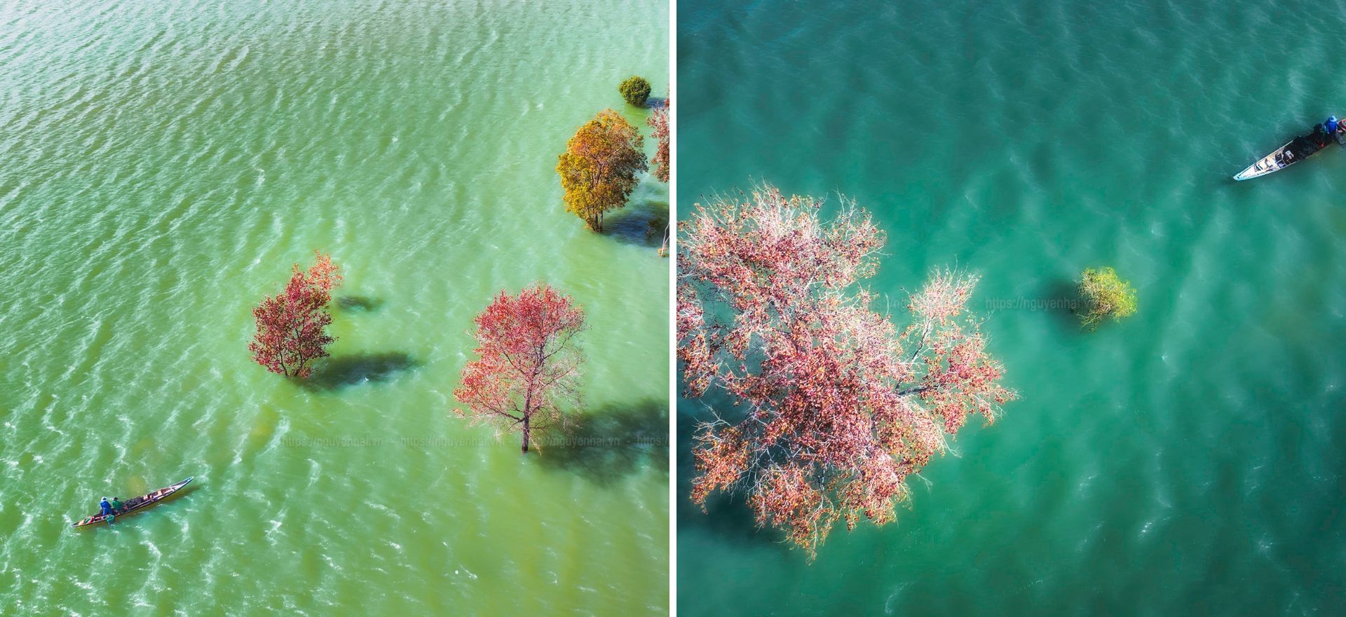 Về Quảng Trị, khám phá rừng phong hương tuyệt mỹ giữa đại ngàn - 2