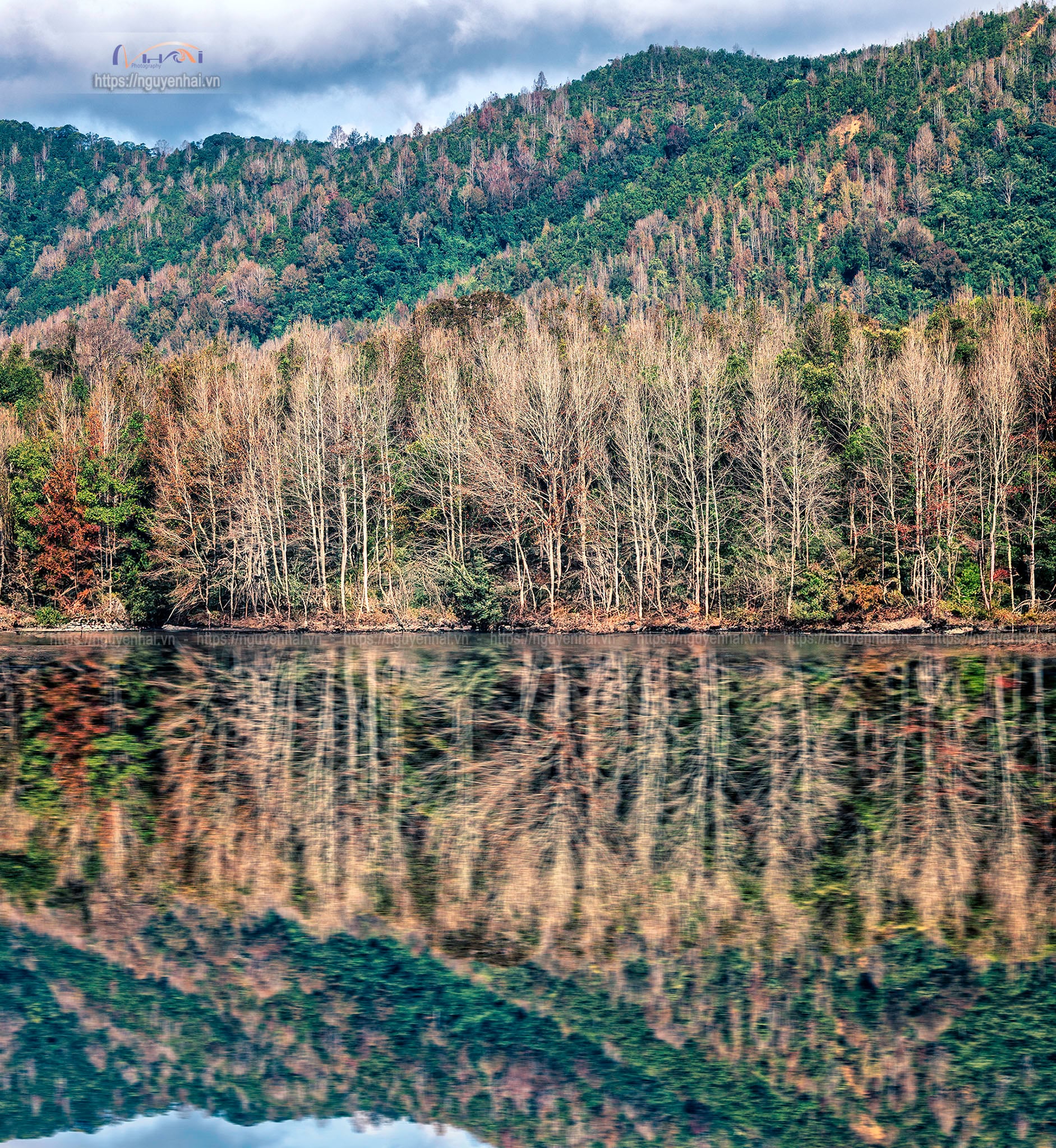 Về Quảng Trị, khám phá rừng phong hương tuyệt mỹ giữa đại ngàn - 3