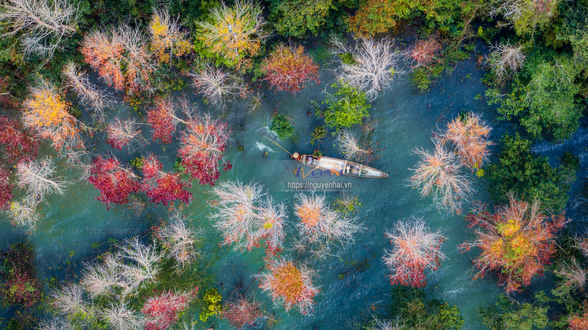 Về Quảng Trị, khám phá rừng phong hương tuyệt mỹ giữa đại ngàn - 5