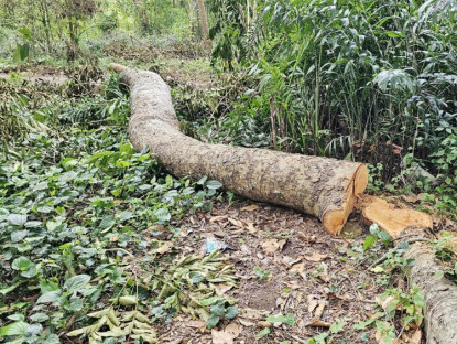  - Nhiều cây xà cừ bị đốn hạ trong điểm du lịch Hồ Nước Ngọt ở Cần Thơ