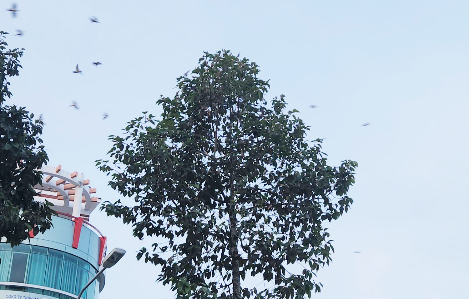 Du khách lạ mắt với hàng nghìn chim én đậu dây điện, mái nhà ở Cần Thơ - 1