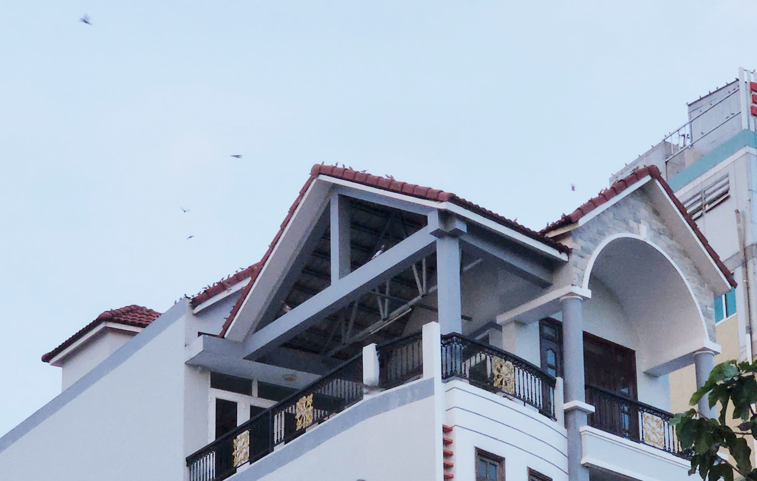 Du khách lạ mắt với hàng nghìn chim én đậu dây điện, mái nhà ở Cần Thơ - 2