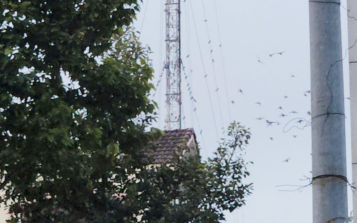 Du khách lạ mắt với hàng nghìn chim én đậu dây điện, mái nhà ở Cần Thơ - 3