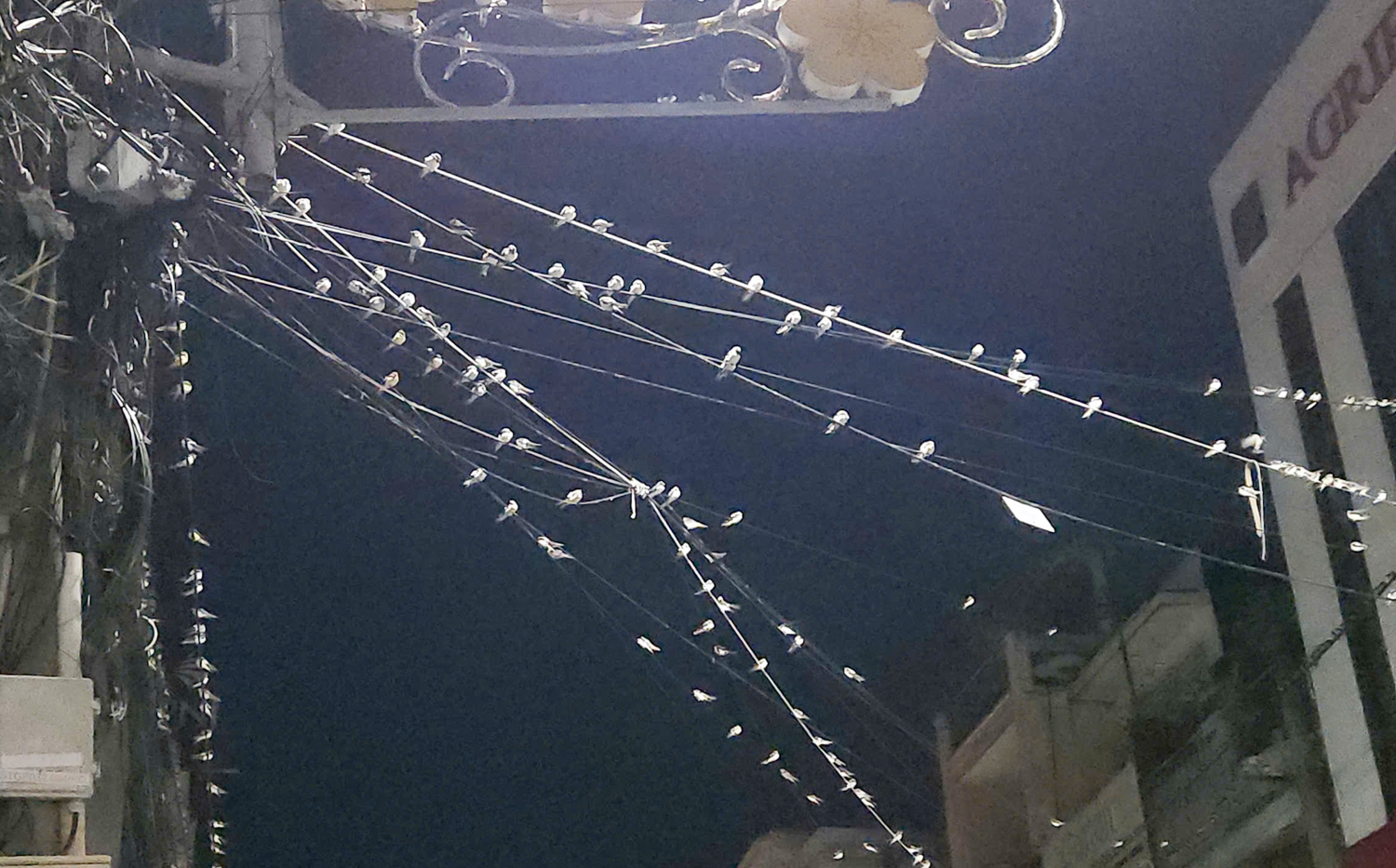 Du khách lạ mắt với hàng nghìn chim én đậu dây điện, mái nhà ở Cần Thơ - 4