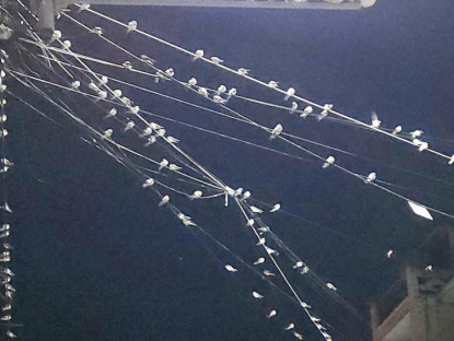 - Du khách lạ mắt với hàng nghìn chim én đậu dây điện, mái nhà ở Cần Thơ