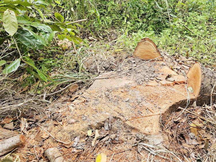 Xác định được nhóm người đốn hạ hàng loạt xà cừ trong Hồ Nước Ngọt ở Cần Thơ