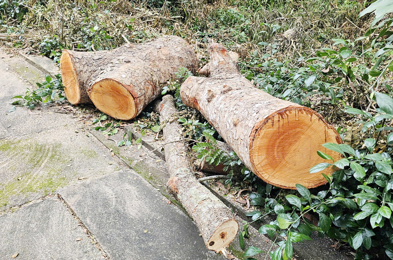 Đang xác minh 7 chuyến xe chở xà cừ và các loại cây khác ra khỏi Hồ Nước Ngọt ở Cần Thơ - 2