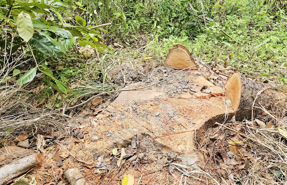 Xác định được nhóm người đốn hạ hàng loạt xà cừ trong Hồ Nước Ngọt ở Cần Thơ - 1