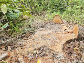  - Xác định được nhóm người đốn hạ hàng loạt xà cừ trong Hồ Nước Ngọt ở Cần Thơ