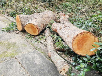  - Đang xác minh 7 chuyến xe chở xà cừ và các loại cây khác ra khỏi Hồ Nước Ngọt ở Cần Thơ