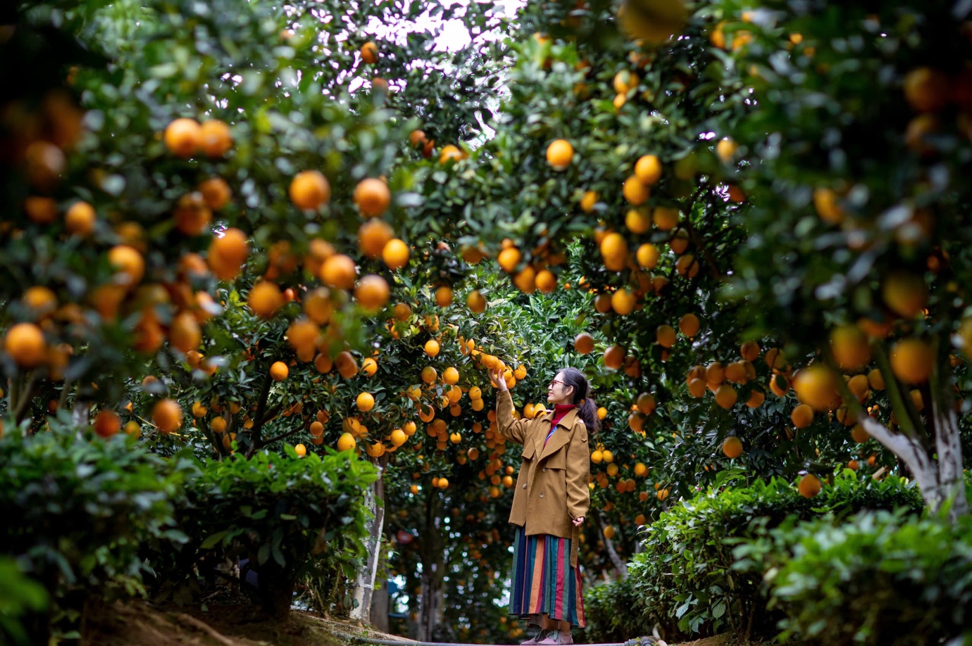 Du lịch nông nghiệp Sơn La giúp tăng giá trị sản vật địa phương - 7