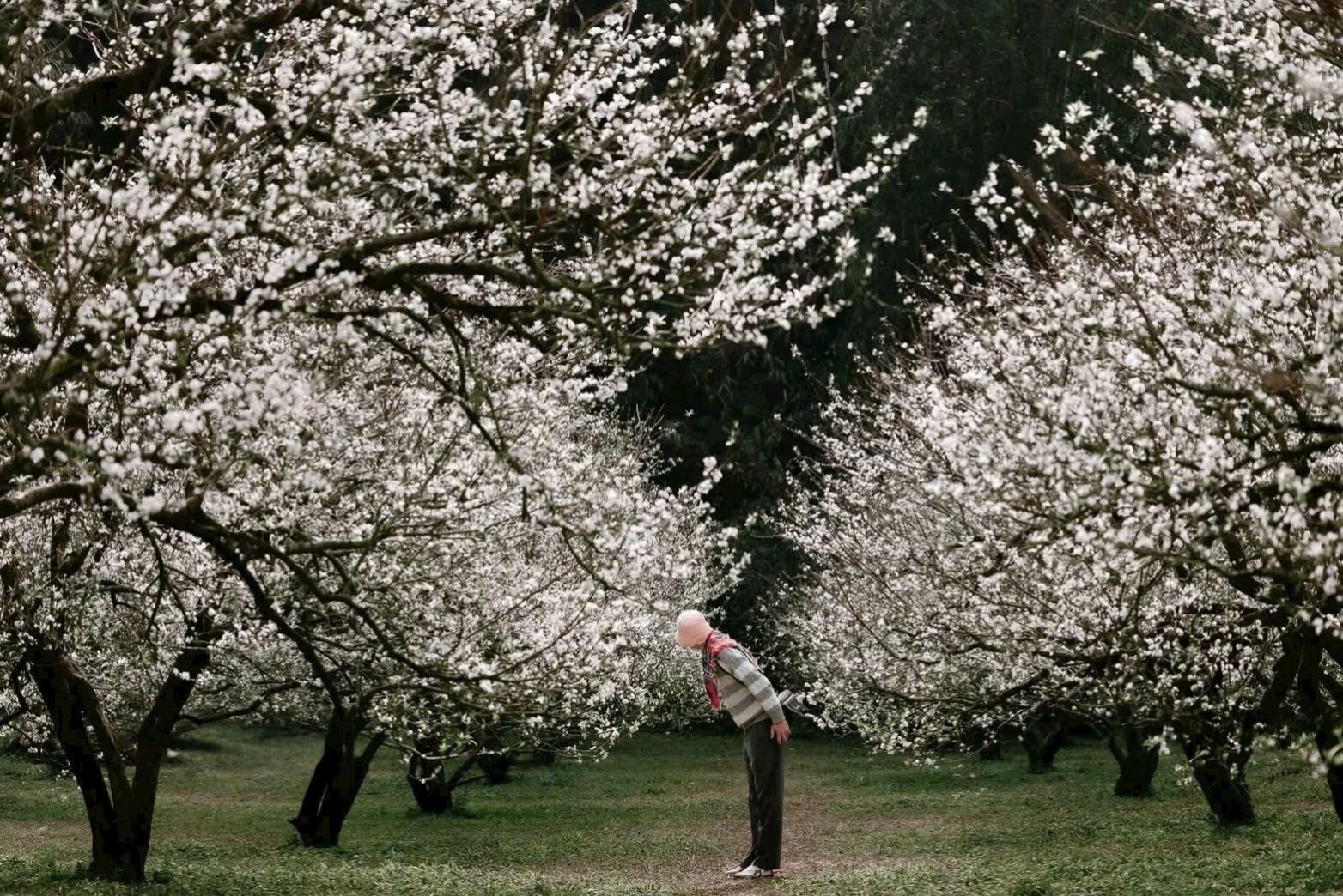 Du lịch nông nghiệp Sơn La giúp tăng giá trị sản vật địa phương - 4