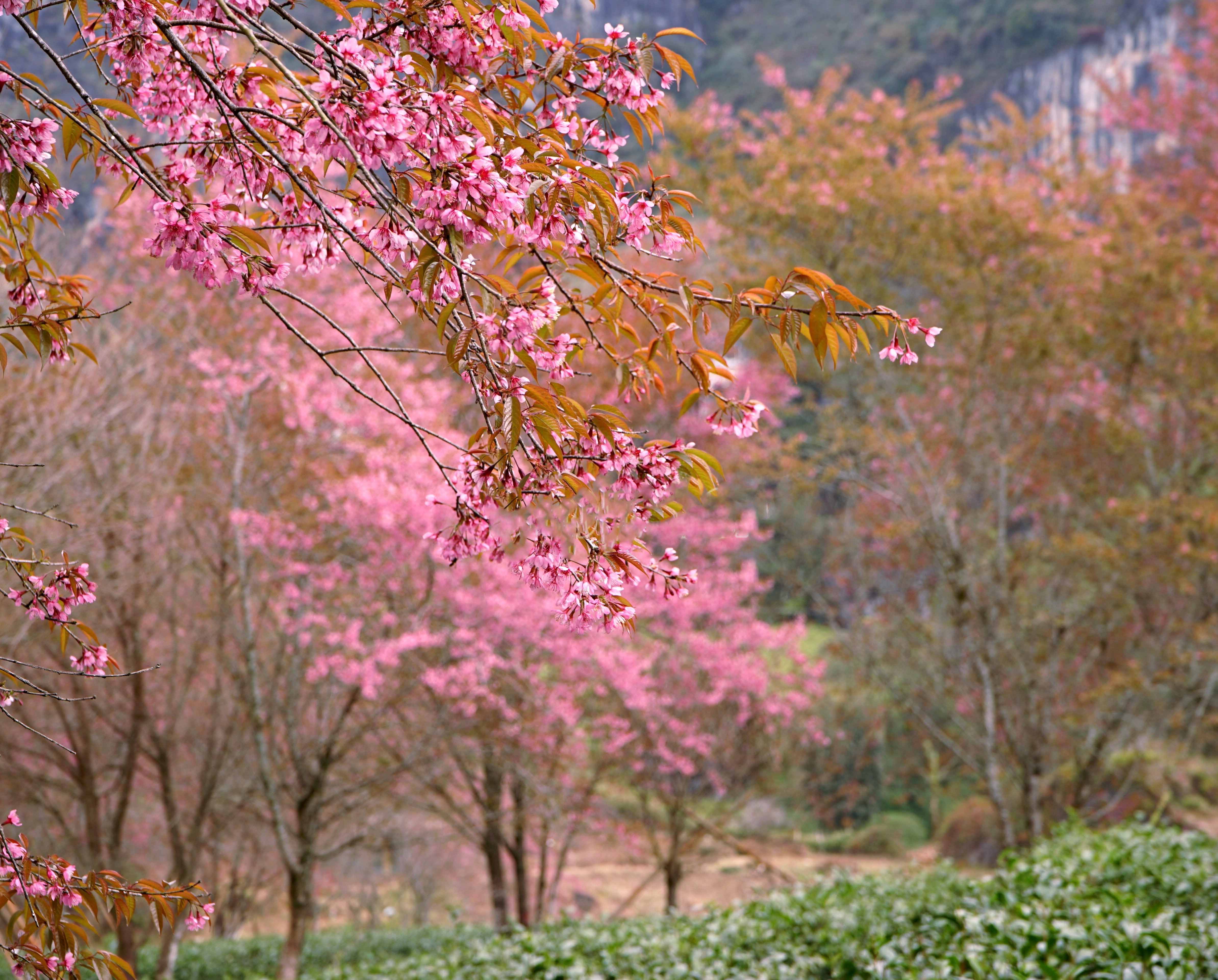 Hoa anh đào đang bung nở rực rỡ ở Sa Pa - 1
