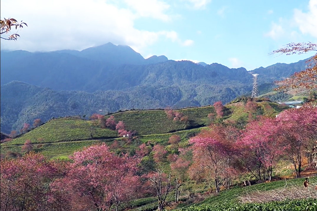 Hoa anh đào đang bung nở rực rỡ ở Sa Pa - 2