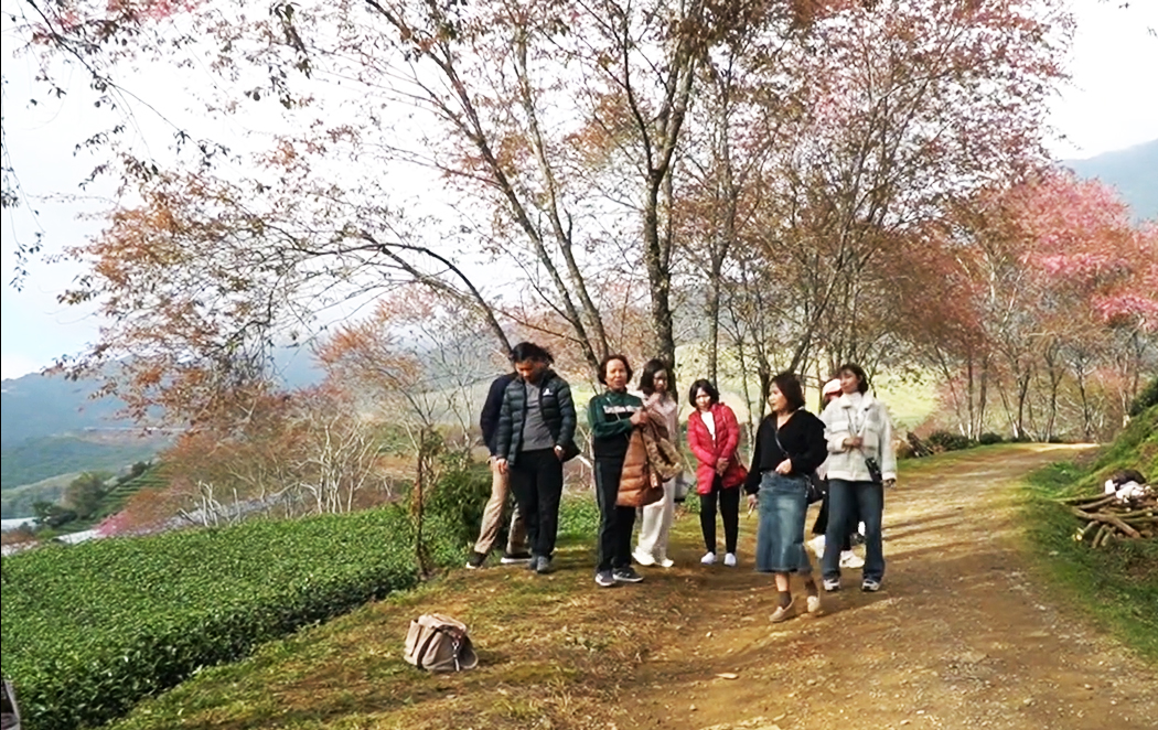 Hoa anh đào đang bung nở rực rỡ ở Sa Pa - 3