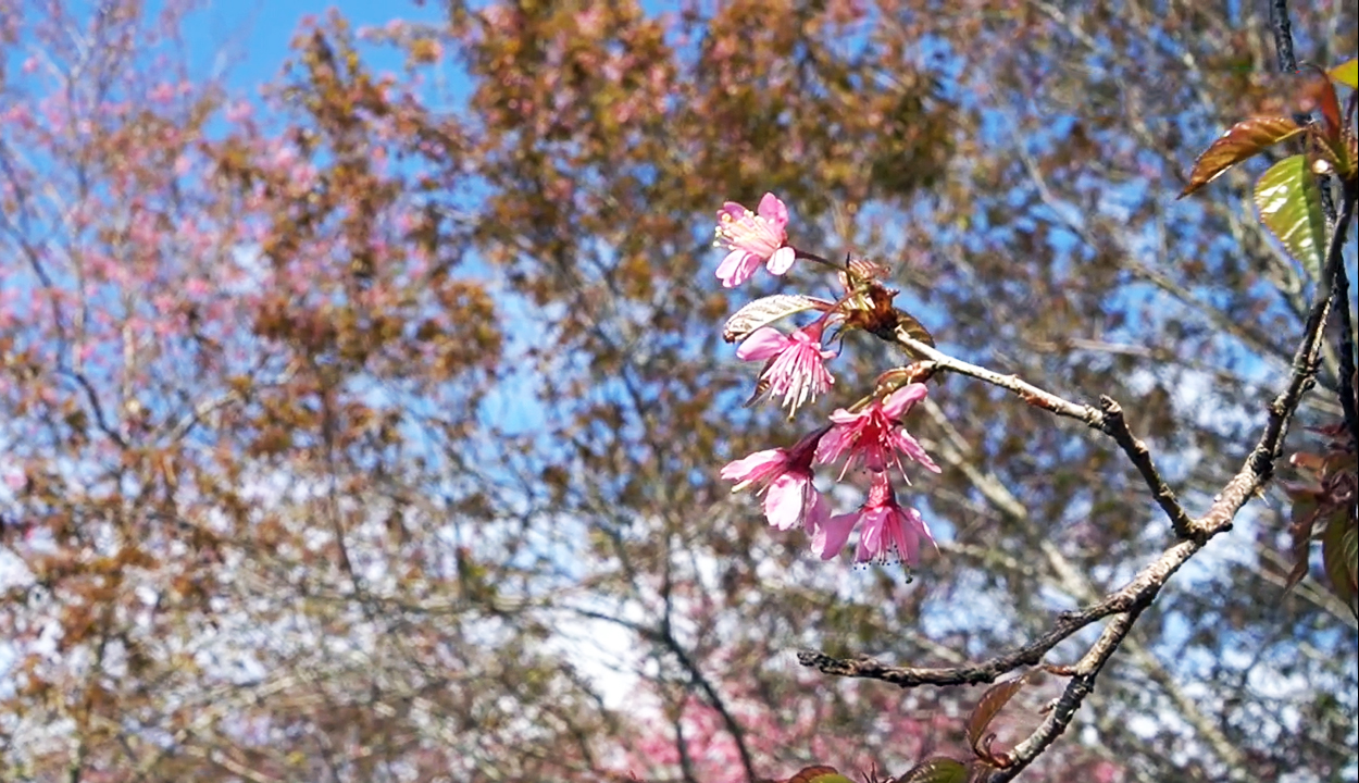 Hoa anh đào đang bung nở rực rỡ ở Sa Pa - 4