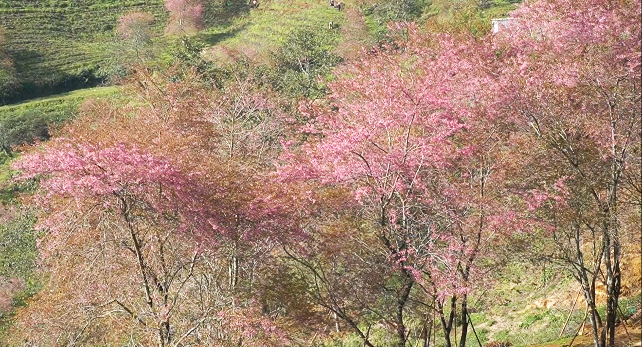 Hoa anh đào đang bung nở rực rỡ ở Sa Pa - 5