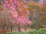 Hoa anh đào đang bung nở rực rỡ ở Sa Pa