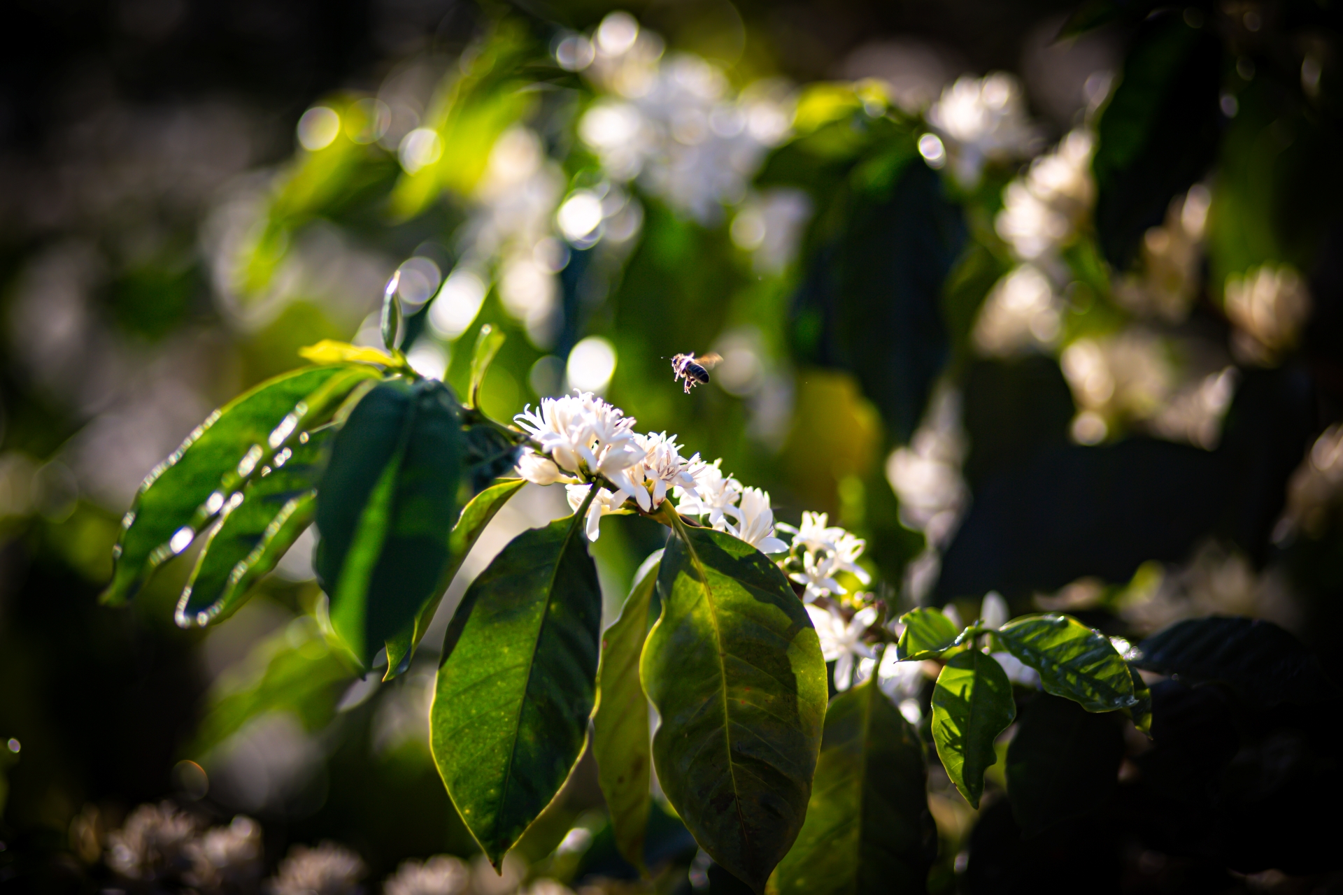 Viên ngọc xanh nơi vùng trời Tây Quảng Ngãi - 1