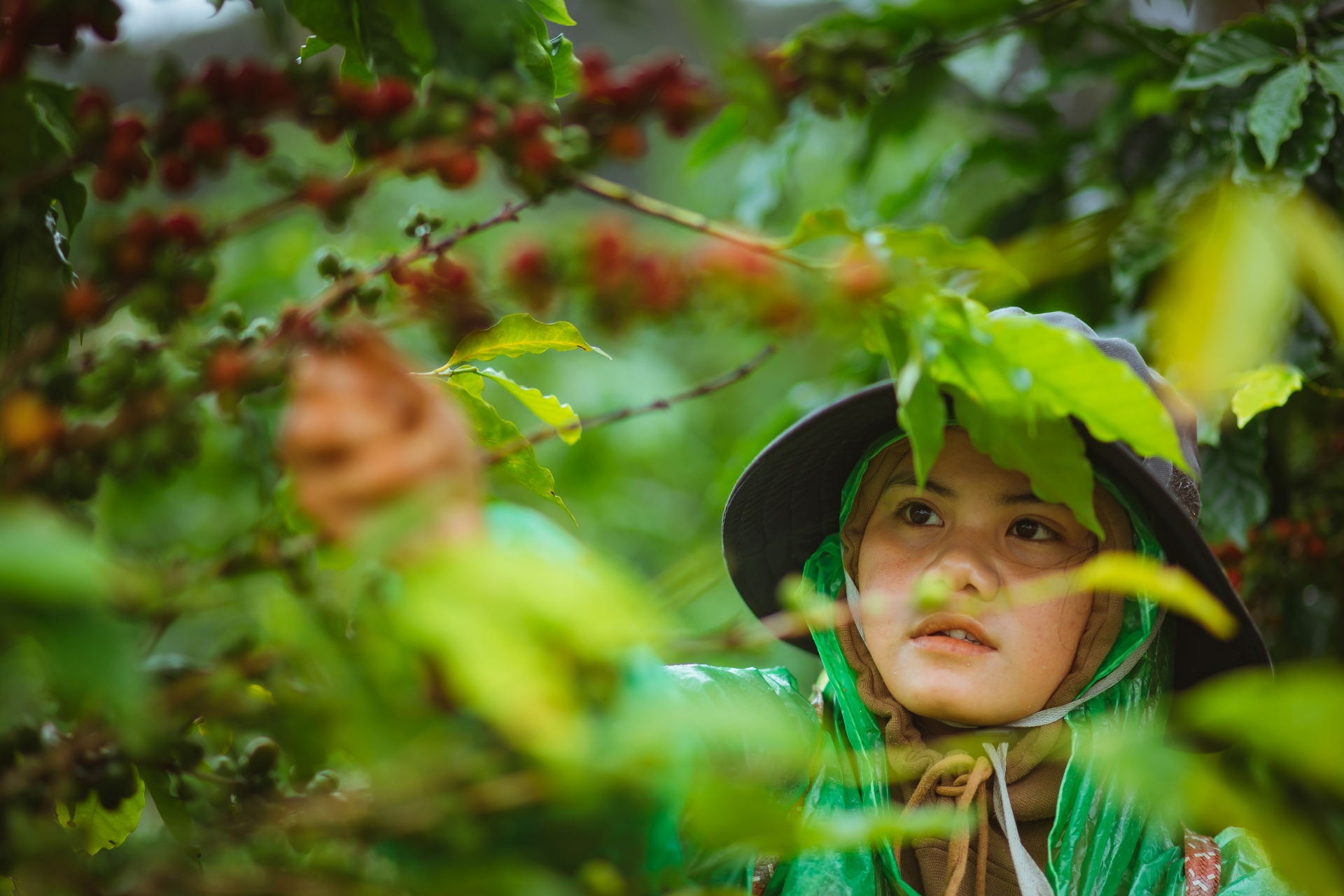 Cà phê Măng Đen: Bản giao hưởng hương vị từ đại ngàn - 3