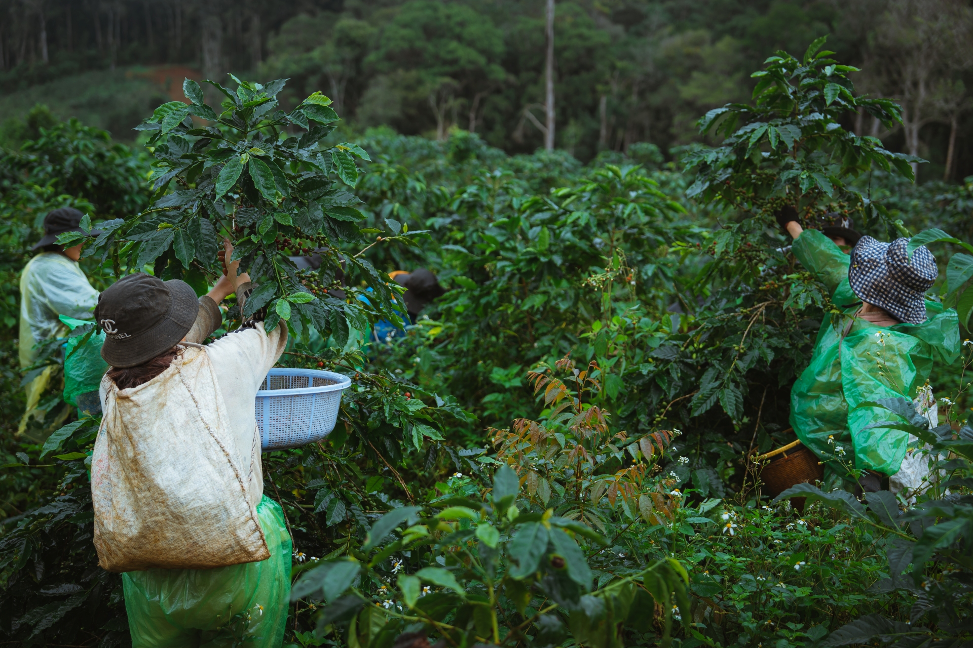 Cà phê Măng Đen: Bản giao hưởng hương vị từ đại ngàn - 5