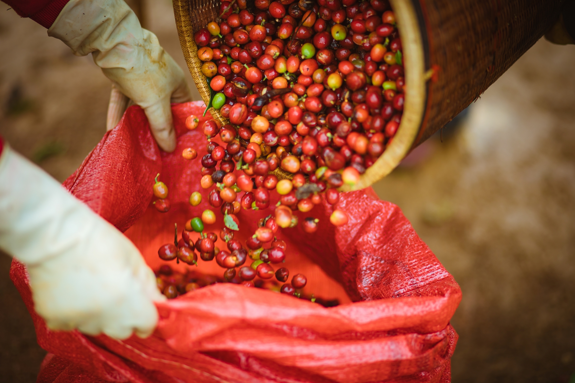 Cà phê Măng Đen: Bản giao hưởng hương vị từ đại ngàn - 7