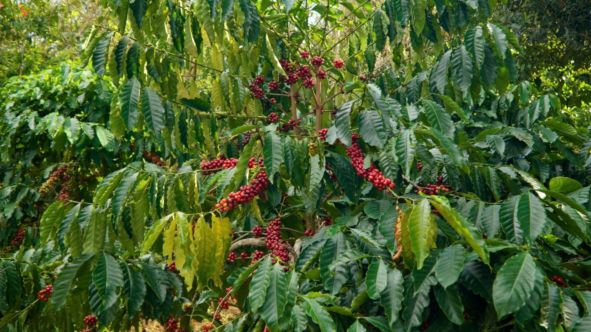 Đại sứ văn hóa mới của Măng Đen - 6