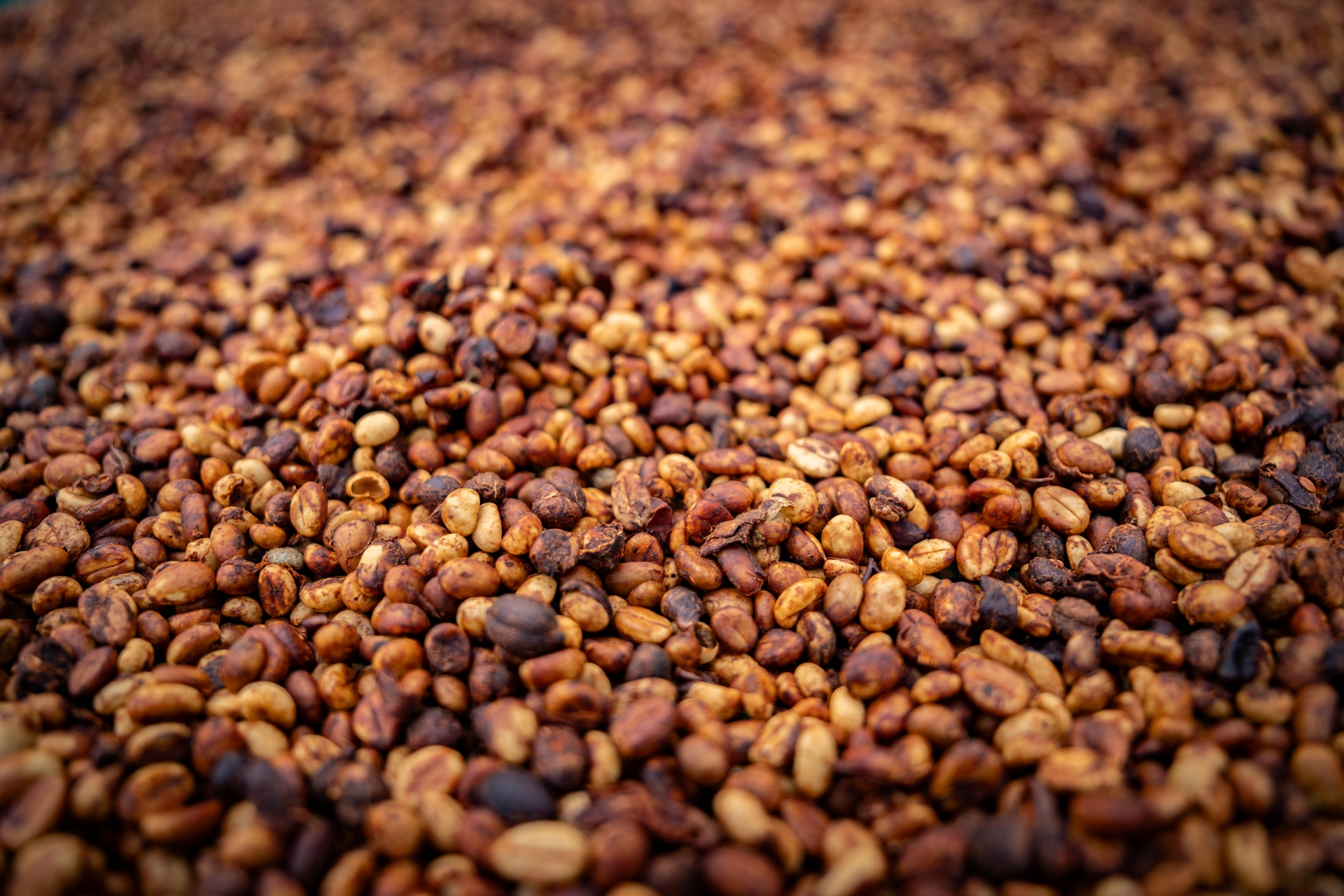 Từ vườn cà phê đầu tiên đến hạt cà phê đặc sản: Một hành trình của 'công' và 'nghệ' - 2