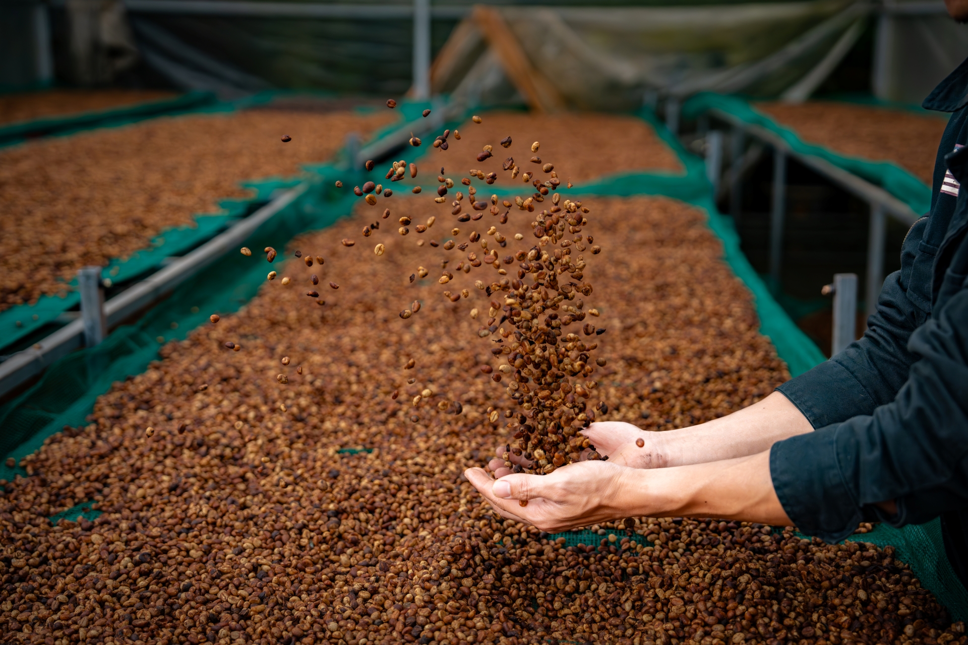 Từ vườn cà phê đầu tiên đến hạt cà phê đặc sản: Một hành trình của 'công' và 'nghệ' - 3