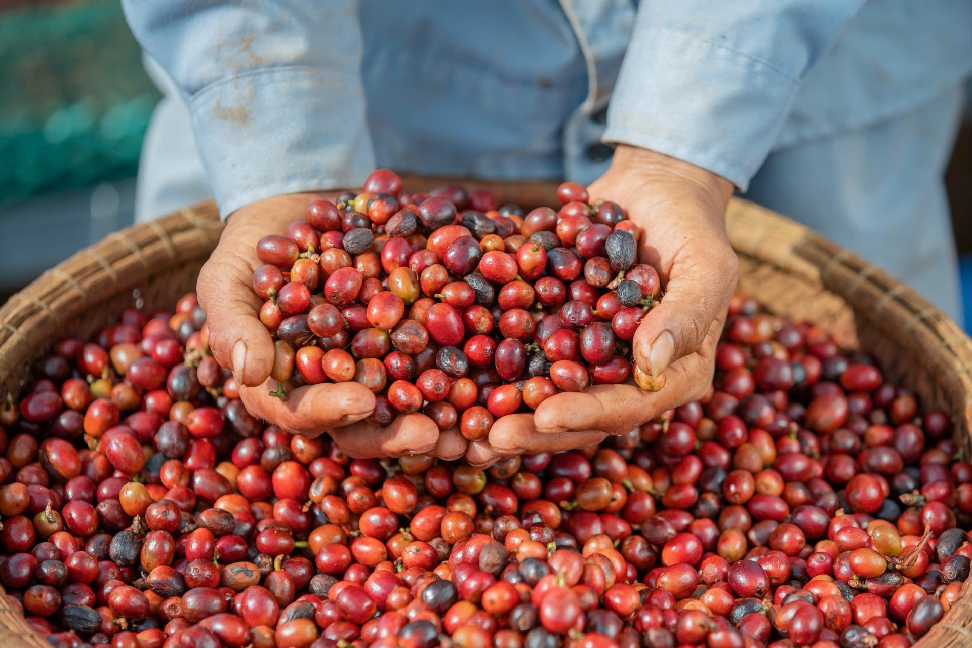 Giấc mơ 'cất cánh' cà phê xứ lạnh - 1