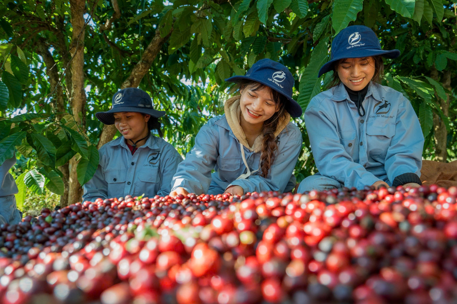 Giấc mơ 'cất cánh' cà phê xứ lạnh - 2