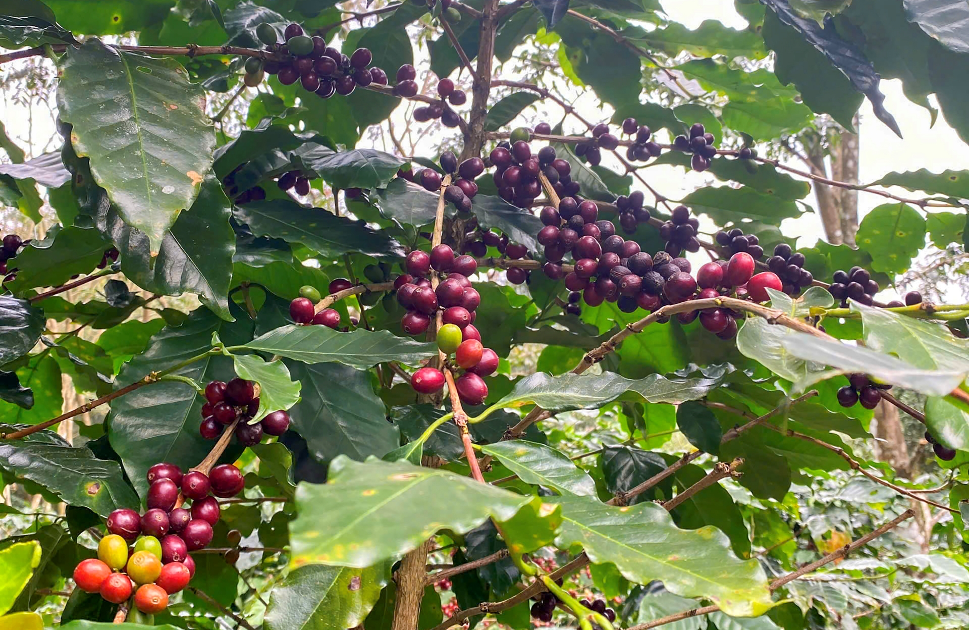 Giấc mơ 'cất cánh' cà phê xứ lạnh - 6