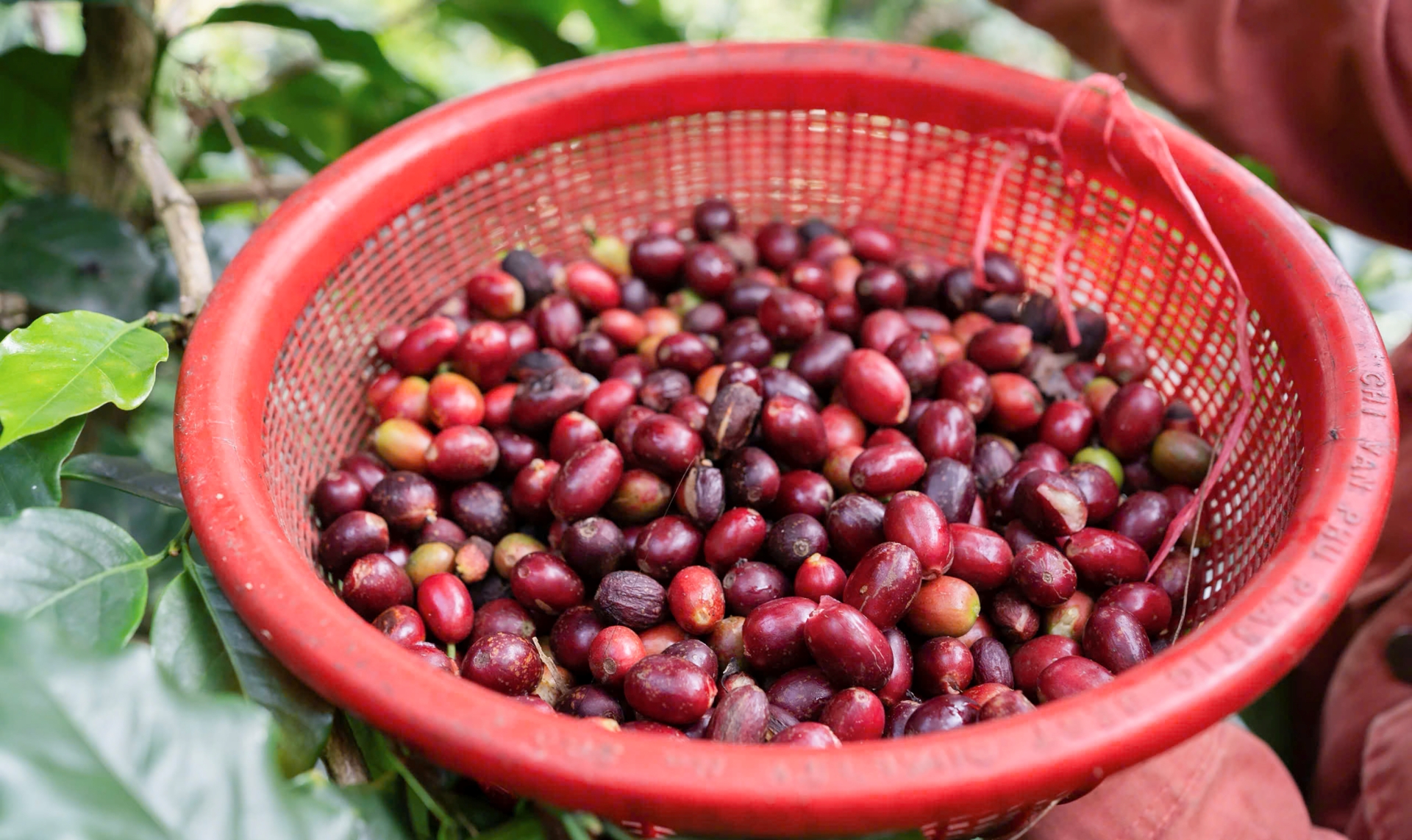 Giấc mơ 'cất cánh' cà phê xứ lạnh - 8