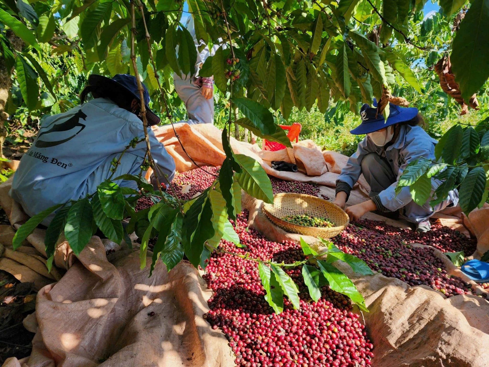 Giấc mơ 'cất cánh' cà phê xứ lạnh - 11